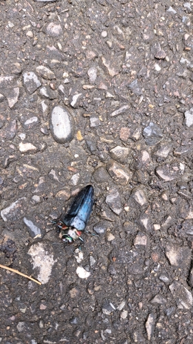 Belionota prasina
