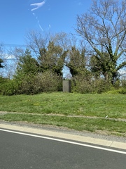 Viburnum rhytidophyllum