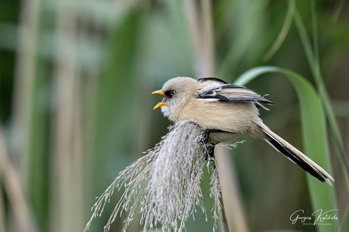 Bearded Reedling