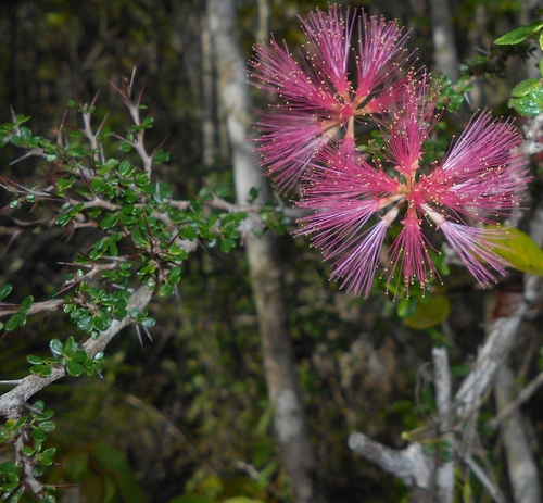 Pithecellobium histrix (Pithecellobium histrix)