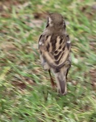 Passer domesticus