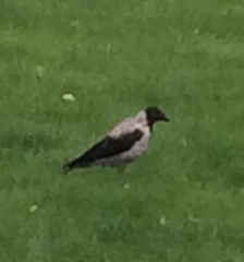 Corvus cornix