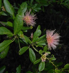 Pithecellobium keyense, photograph (c) J. L. Gómez-Hechavarría, some rights reserved (CC BY)