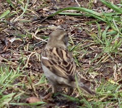 Passer domesticus