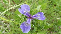 Iris hookeri