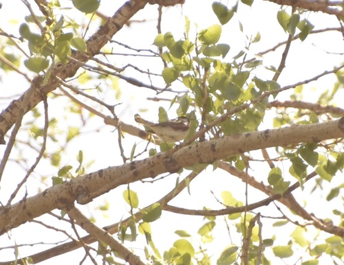 Chestnut-sided Warbler