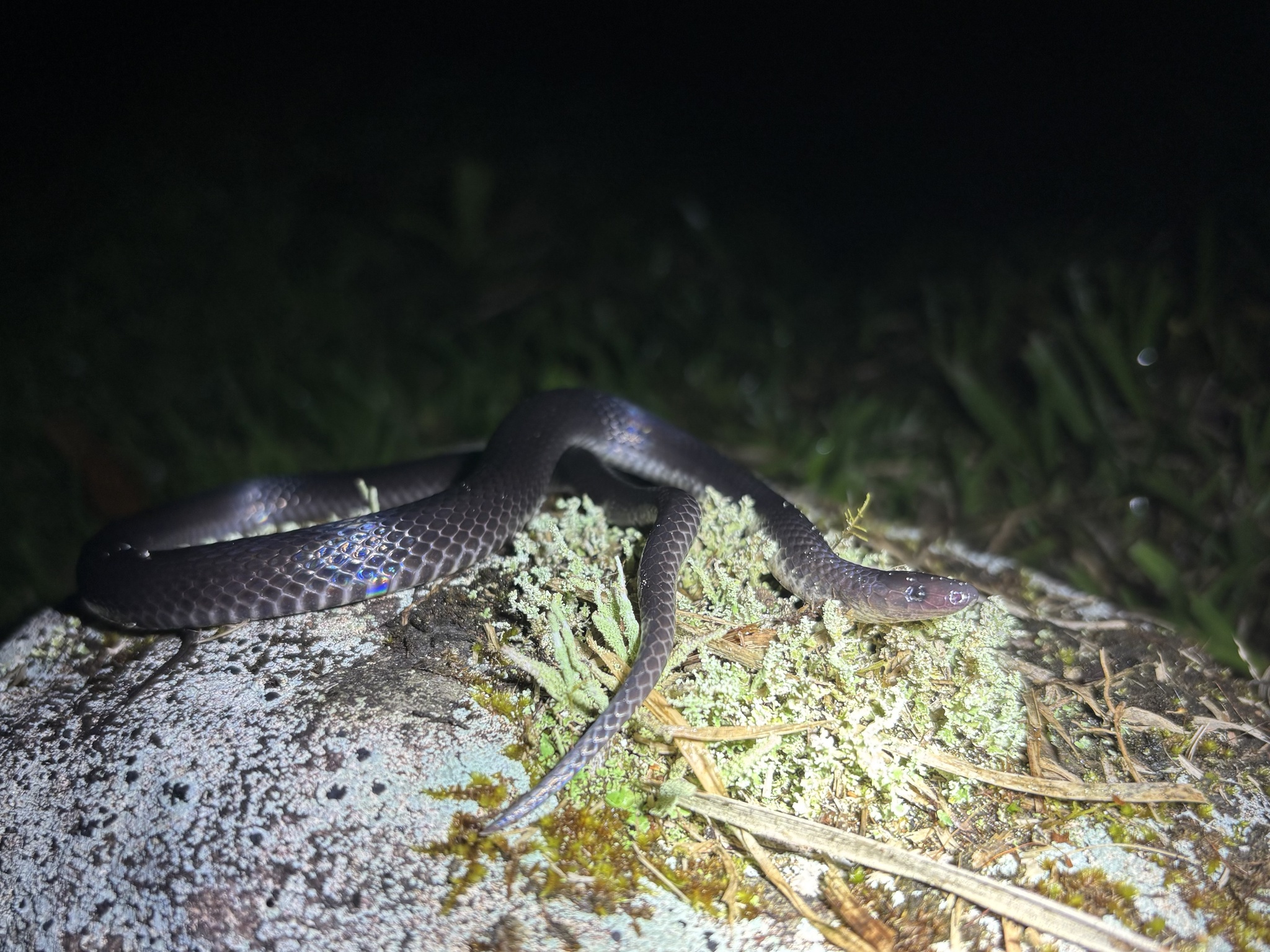 Ruthven's Earth Snake photo 2