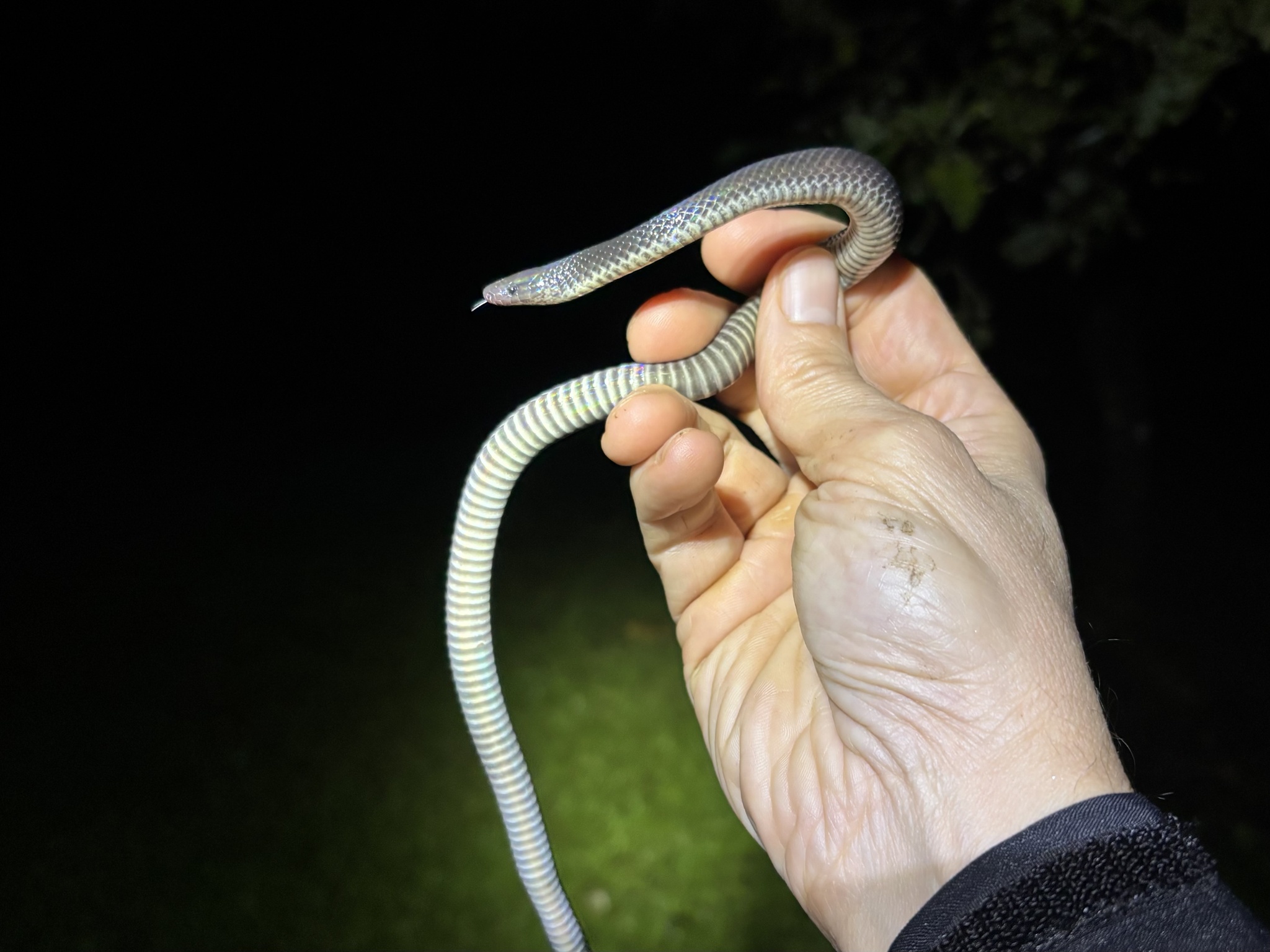 Ruthven's Earth Snake photo 3