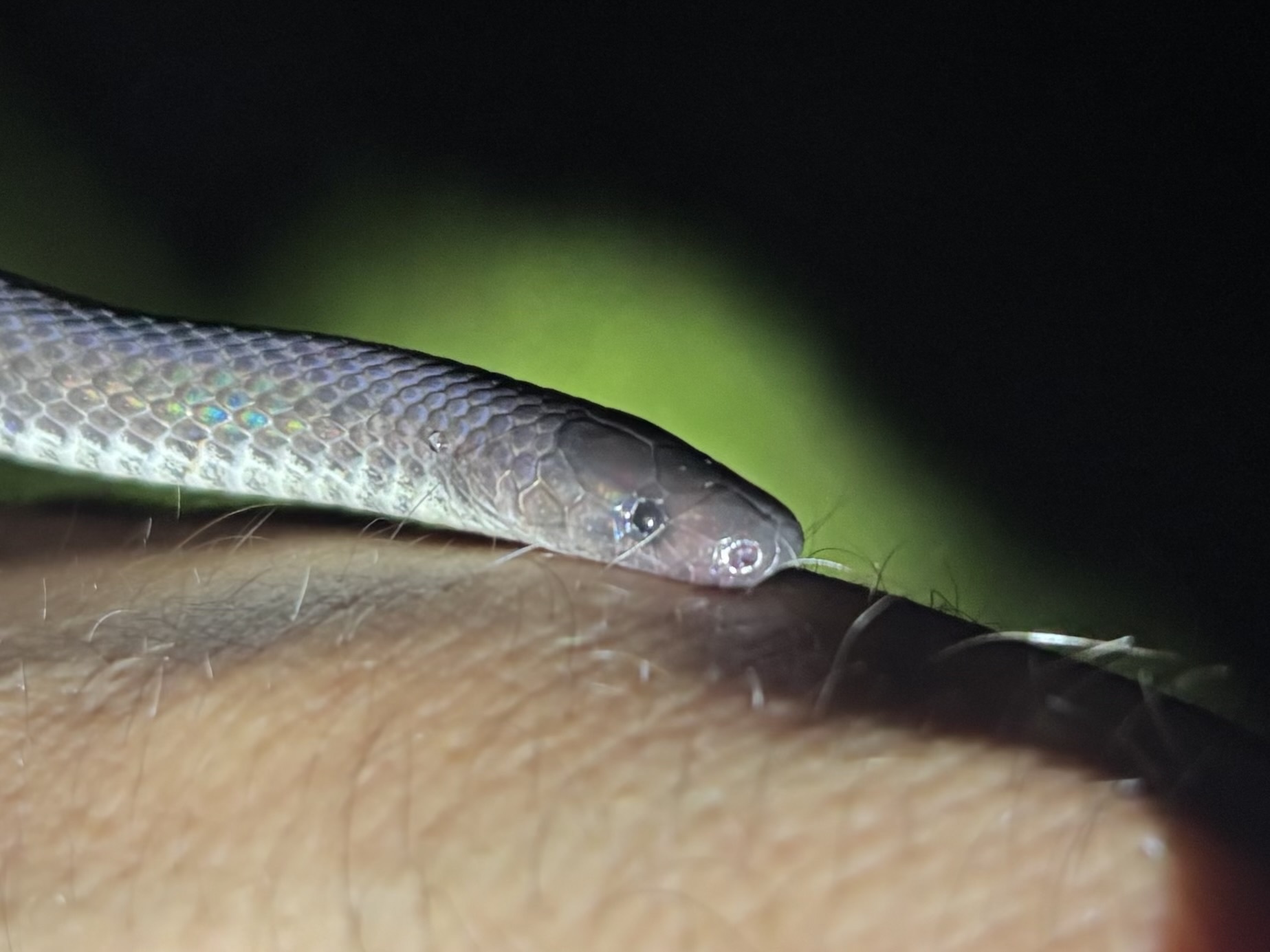 Ruthven's Earth Snake photo 4