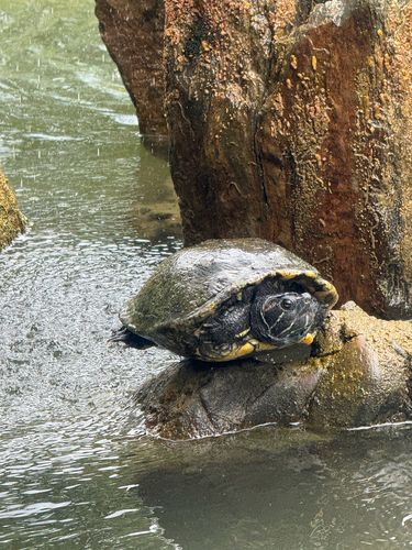 Pond Slider