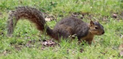 Sciurus niger