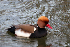 Netta rufina