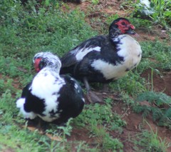 Cairina moschata domestica