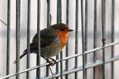Erithacus rubecula