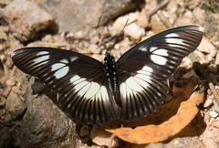 Pseudacraea lucretia