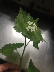 Alliaria petiolata