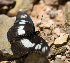 Pseudacraea lucretia