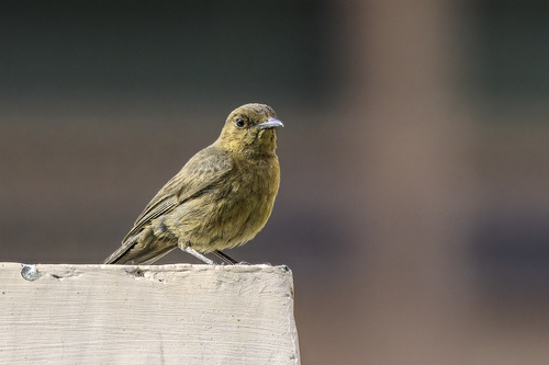 Brown Rock Chat