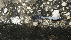 Orthetrum