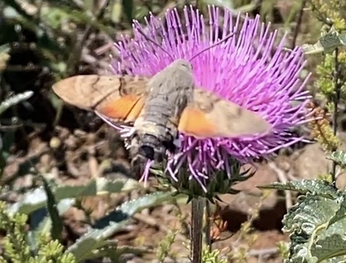 Eurasian Hummingbird Hawkmoth