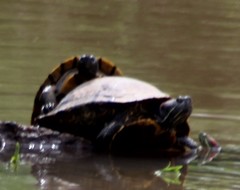 Trachemys scripta