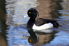 Aythya fuligula
