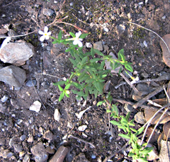 Chaenostoma cordatum