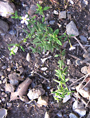 Chaenostoma cordatum