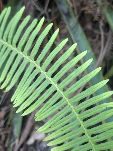 Dicranopteris flexuosa observed 2026-05-27