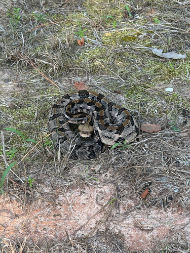 Timber Rattlesnake