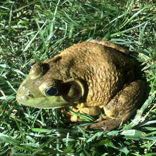 American Bullfrog