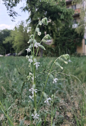 Silene dichotoma, photograph 6