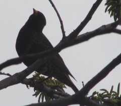 Sturnus vulgaris