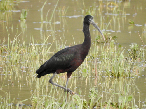 iNaturalist: (c) jesus morejon lopez, some rights reserved (CC BY-NC), uploaded by jesus morejon lopez iNaturalist image