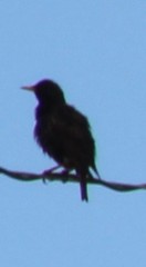 Sturnus vulgaris