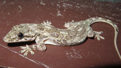 Hemidactylus mabouia