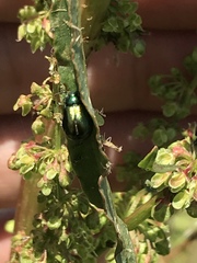 Gastrophysa cyanea