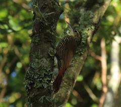 Lepidocolaptes falcinellus