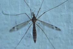 Tipula praecisa