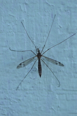 Tipula praecisa