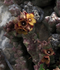 Apteranthes europaea judaica