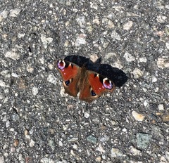 Aglais io