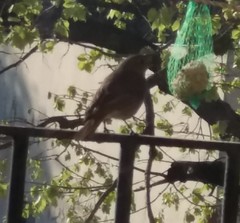 Phoenicurus ochruros