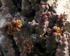 Apteranthes europaea judaica