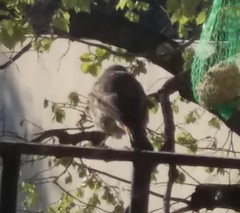 Phoenicurus ochruros