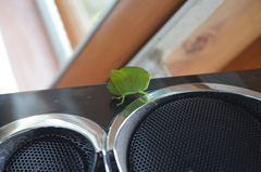 Plagiotriptus hippiscus