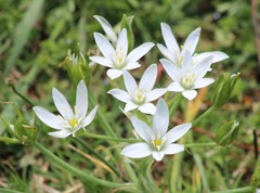 Ornithogalum umbellatum