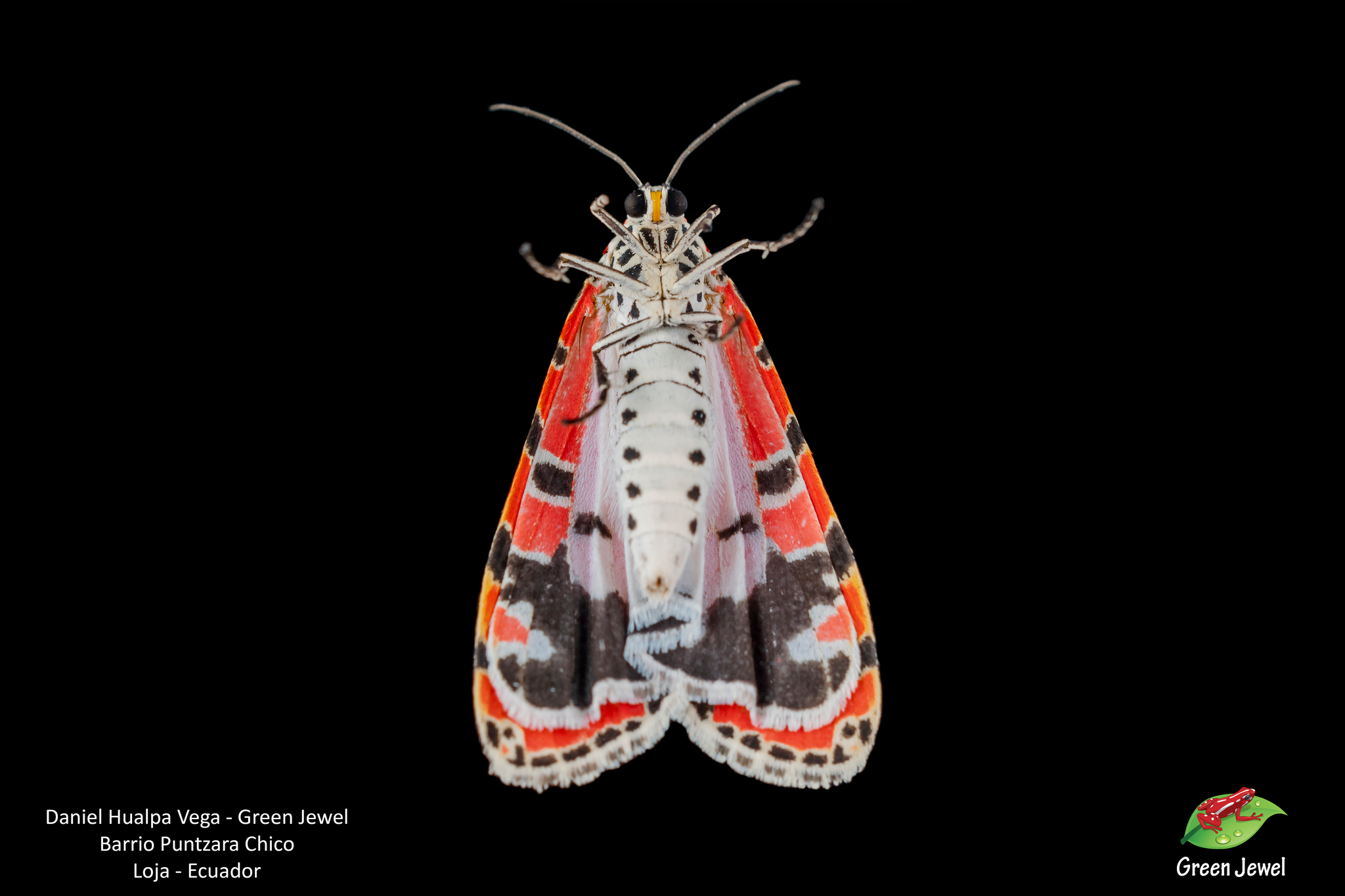 Utetheisa image