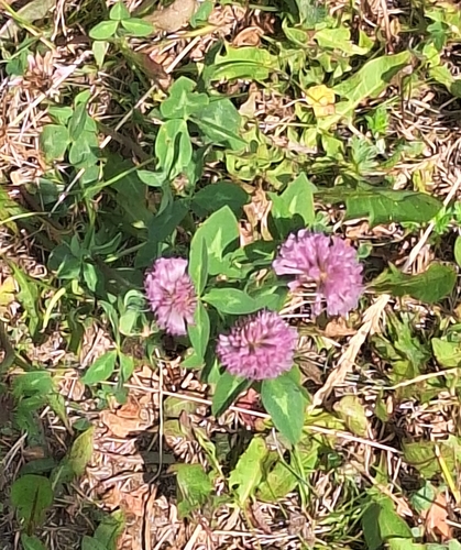 Red Clover