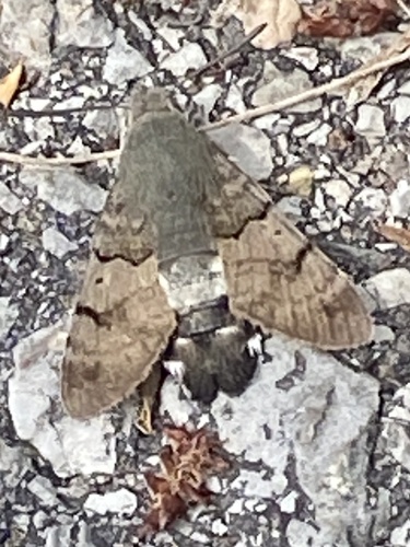 Eurasian Hummingbird Hawkmoth